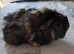 Female guinea pig