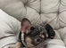 French Bulldog Big Rope Puppies