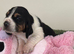 Stunning KC Registered Basset Pups