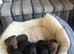 Upcoming litter of mini smooth haired dachshunds