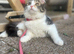 Calico girl needing a new home