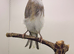 Persian hen canary