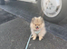 3 month Pomeranian