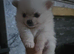 Stunning pomchies