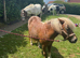registered shetland mare