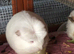 I have a white coronet and ginger brown and white texel x both 1 yr old females