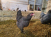 Brahma breeding group