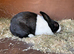 Male Dutch Rabbit For Sale