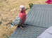 Galah Cockatoo