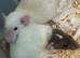 Baby dumbo rats for sale