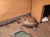 Male tortoise