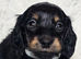 Stunning Miniature Long Haired Dachshund Girls