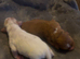 Two cocker spaniel puppy’s born 07/07/26