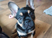 French Bulldog Puppies