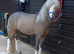 American miniature horse