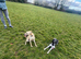 whippet x collie
