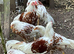 RARE BREED YOUNG PAIR YOKOHAMA RED SADDLE L/F Ferndown, Dorset