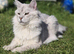 tica registered females mainecoon shaded line
