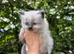 Ragdoll kittens