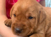 Beautiful KC reg Labrador Puppies
