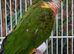 Beautiful High Red Mutation Yellow Sided Conure