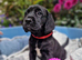 FANTASTIC SPRINGADOR PUPPIES