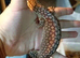 Female ackie for sale