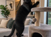 Adult female cat available