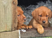 Beautiful Fox Red Labrador Retriever