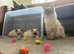 Ragdoll male kitten