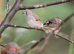 Various Zebra Finch Varieties