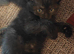 4 cute half ragdoll kittens