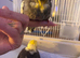 Baby cocktail