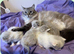 Ragdoll Sweet Kittens + chip, health card, food