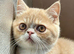 STUNNING EXOTIC SHORTHAIR MALE – FROM CAREFULLY SOURCED IMPORTED EUROPEAN LINES