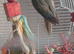Cinnamon turquoise young conure