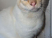 Siamese kittens one left reduced for quick sale as going travelling