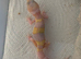 Albino leopard gecko cb26