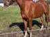 16.2hh chestnut mare by omarcos first foundation