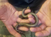 Stunning baby boas