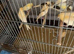 40+ Mixed canaries for sale £15 each or £450 the lot. 88 years old and wan;ts to give up.