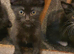 5 kittens and mother