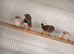 2 pairs of zebra finch