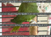 Green indian ringneck parrot
