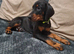 Doberman pups Female last 2 Ready now