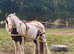 Storm traditional cob gelding