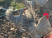 Porcelain booted bantam hatching eggs