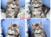 TICA registration Maine coon kittens