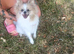 Beautiful female Pom