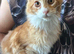 Ginger Maine Coon Boys. Vaccinated